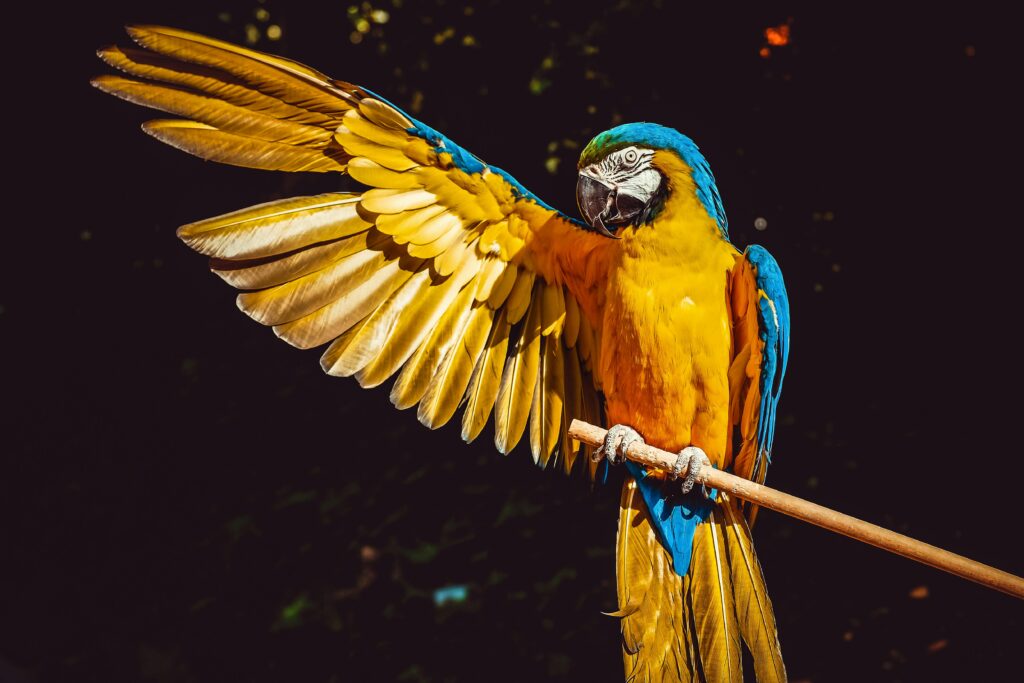 pexels-photo-2317904-2317904 A stunning blue and yellow macaw with wings spread, perched gracefully on a wooden stick.
