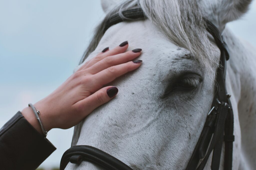 A close-up portrait of a woman's hand gently touching a white horse.